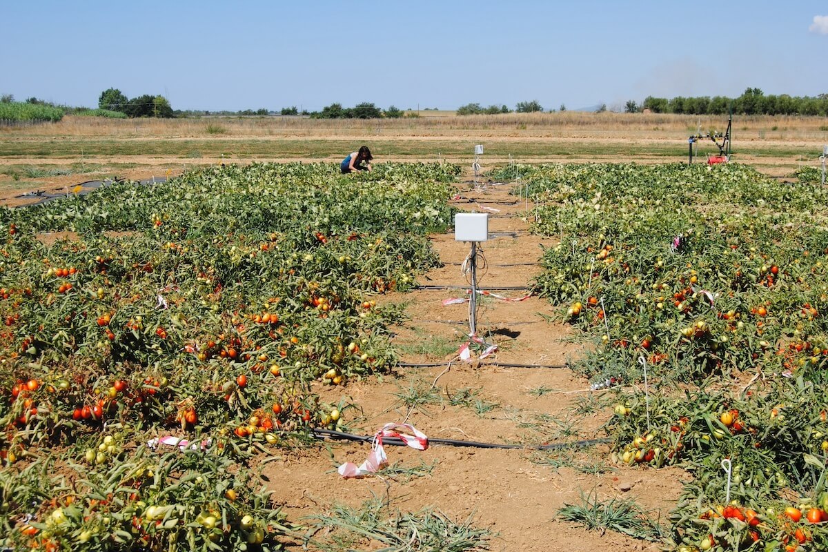 Parcella di pomodoro pronta per la valutazione di resa e grado di maturazione in base alla diversa dotazione idrica adottata